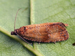 Celypha capreolana
