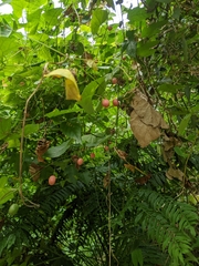 Zehneria japonica