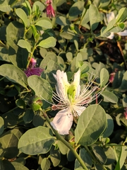 Capparis spinosa