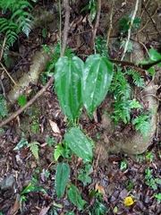 Smilax riparia