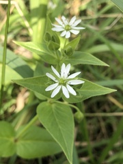 Stellaria aquatica