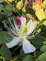 Capparis spinosa