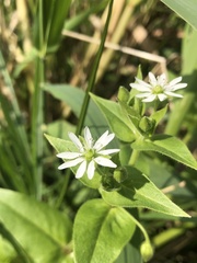Stellaria aquatica