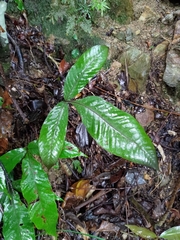 Tectaria harlandii