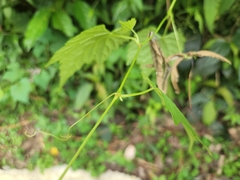 Ampelopsis glandulosa hancei