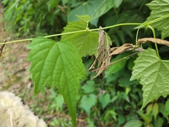 Ampelopsis glandulosa hancei