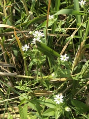 Stellaria aquatica