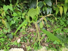 Ampelopsis glandulosa hancei