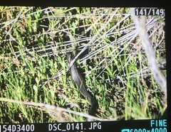 Lissolepis coventryi