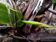 Thelymitra longifolia