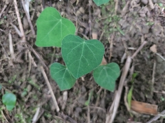 Pericampylus glaucus