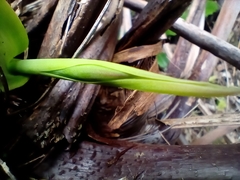 Thelymitra longifolia