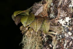 Drymoanthus adversus