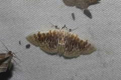 Polygrammodes sanguinalis