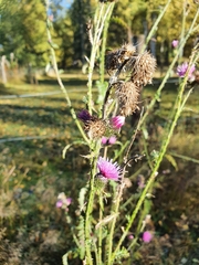 Cirsium palustre
