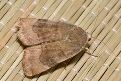Noctua janthina