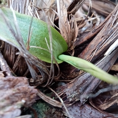 Thelymitra longifolia
