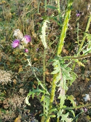 Cirsium palustre