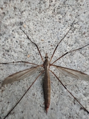 Tipula paludosa