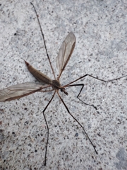 Tipula paludosa