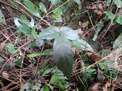 Tetrastigma hemsleyanum