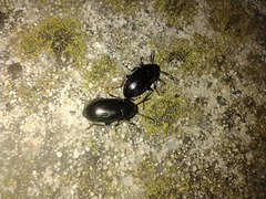 Nalassus dermestoides