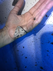 Syssphinx heiligbrodti