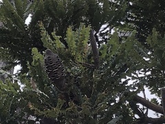 Banksia grandis