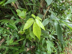 Tetrastigma