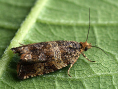 Celypha flavipalpana