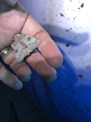 Syssphinx heiligbrodti