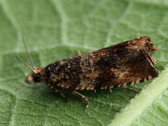 Celypha flavipalpana