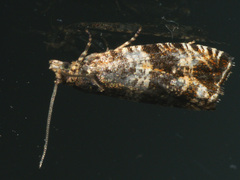 Celypha flavipalpana