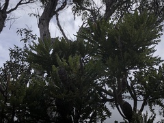 Banksia grandis