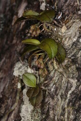 Drymoanthus adversus