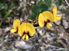 Bossiaea webbii