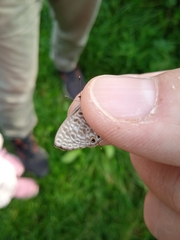 Leptotes pirithous