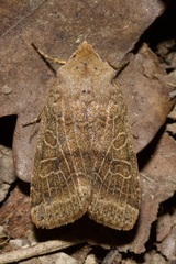 Agrochola nitida