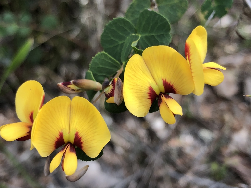Bossiaea webbii