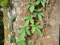 Tetrastigma obtectum