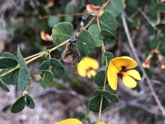 Bossiaea webbii