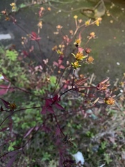 Bidens frondosa