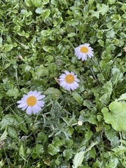 Leucanthemum vulgare