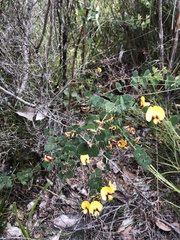 Bossiaea webbii