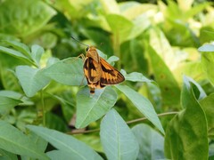 Cephrenes trichopepla