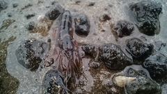 Alpheidae