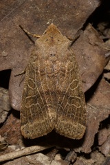 Agrochola nitida