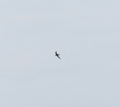 Hirundapus caudacutus