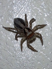 Plexippus setipes