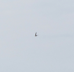 Hirundapus caudacutus